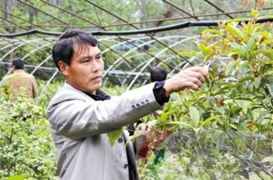 桂花盆栽的养殖办法，6个技巧养出清香的桂花