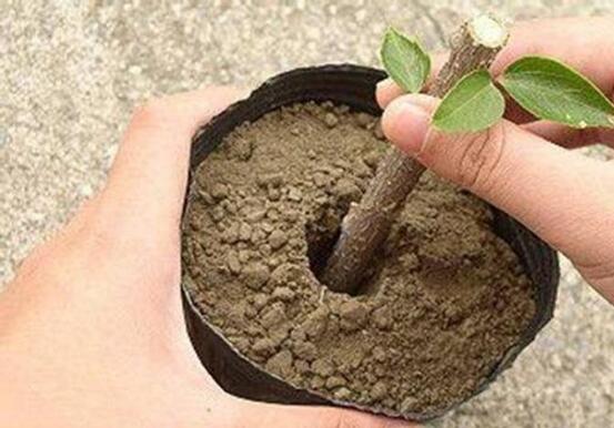 桂花盆栽的养殖办法，6个技巧养出清香的桂花