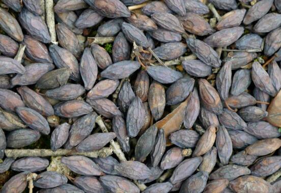 桂花盆栽的养殖办法，6个技巧养出清香的桂花