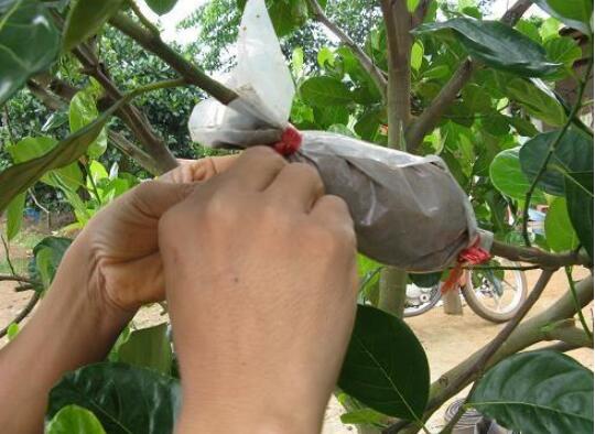 桂花盆栽的养殖办法，6个技巧养出清香的桂花