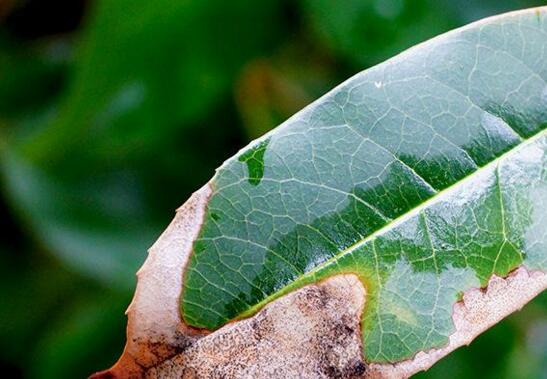 桂花盆栽的养殖办法，6个技巧养出清香的桂花