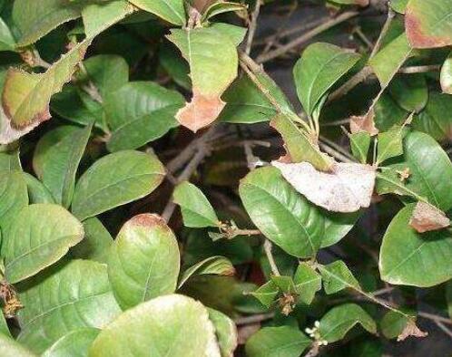 桂花盆栽的养殖办法，6个技巧养出清香的桂花