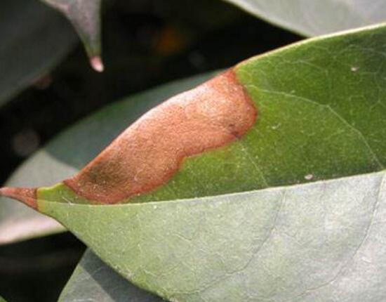 桂花盆栽的养殖办法，6个技巧养出清香的桂花