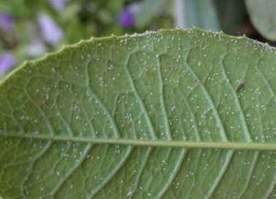 桂花盆栽的养殖办法，6个技巧养出清香的桂花