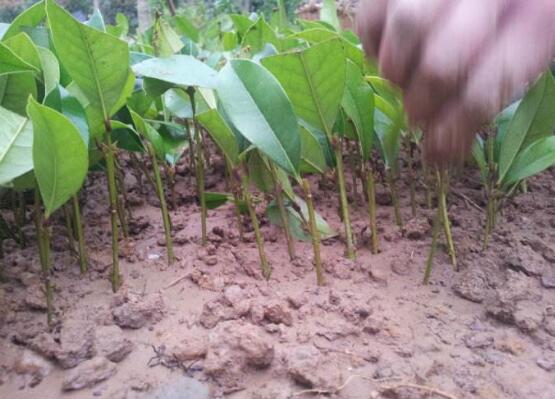 桂花扦插生根最快办法，扦插后30天就能生根长叶