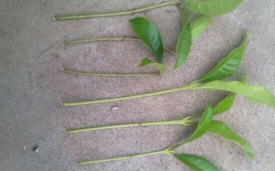 桂花扦插生根最快办法，扦插后30天就能生根长叶