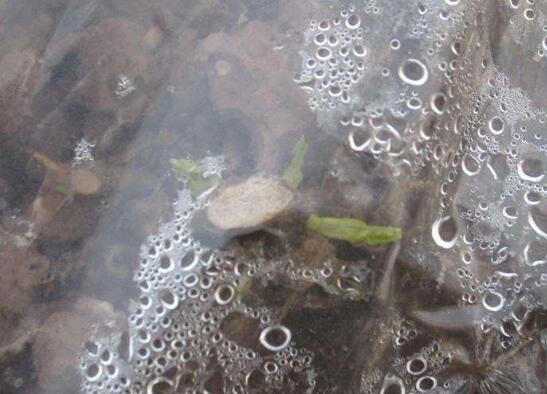 桂花扦插生根最快办法，扦插后30天就能生根长叶