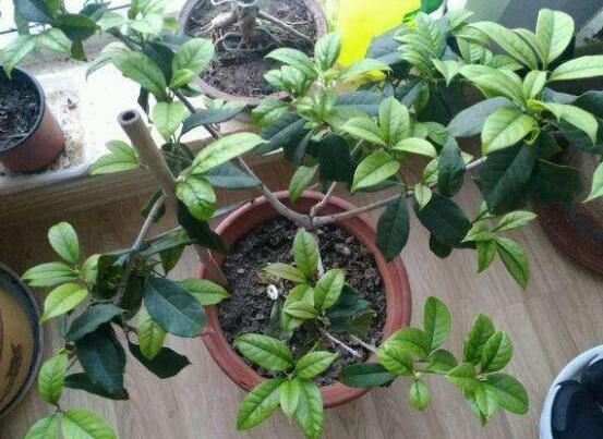 桂花扦插生根最快办法，扦插后30天就能生根长叶