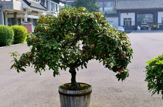 桂花扦插生根最快办法，扦插后30天就能生根长叶