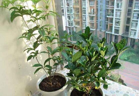 桂花扦插生根最快办法，扦插后30天就能生根长叶