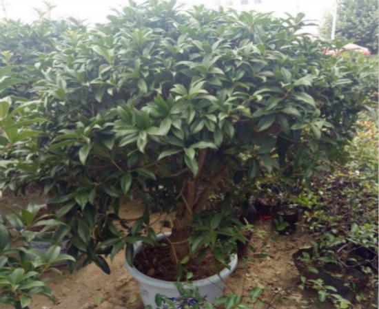 桂花如何养才长得好,掌握好四个因素养出美丽的桂花