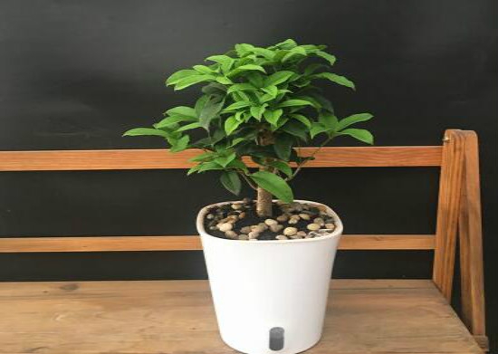 桂花如何养才长得好,掌握好四个因素养出美丽的桂花