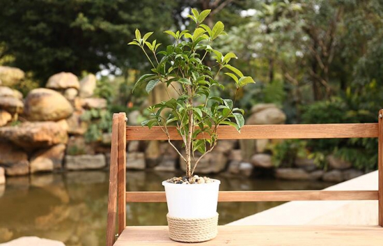 桂花如何养才长得好,掌握好四个因素养出美丽的桂花