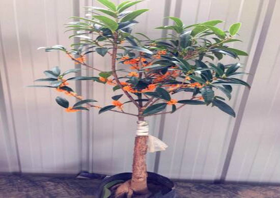 桂花如何养才长得好,掌握好四个因素养出美丽的桂花