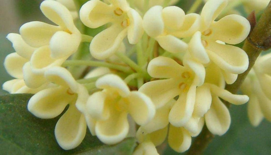 桂花如何养才长得好,掌握好四个因素养出美丽的桂花