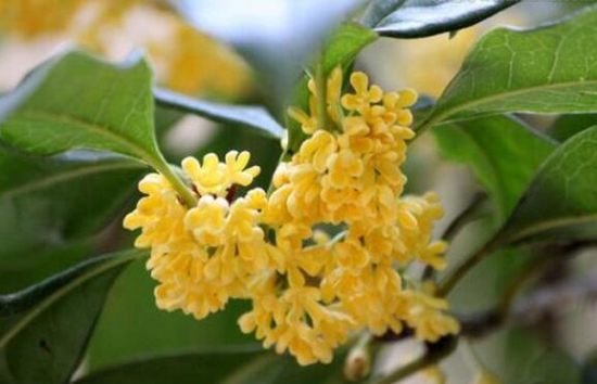 桂花如何换盆,桂花换盆留意事项