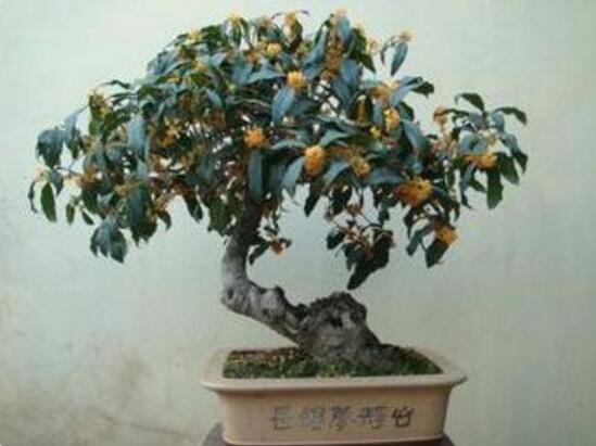 桂花如何换盆,桂花换盆留意事项