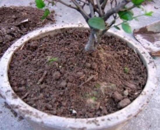 桂花如何换盆,桂花换盆留意事项