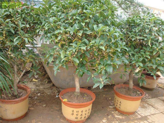 桂花如何换盆,桂花换盆留意事项