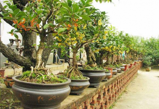 桂花如何换盆,桂花换盆留意事项