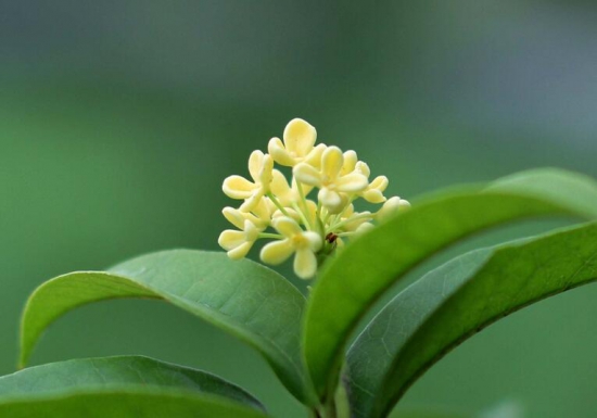 桂花如何换盆,桂花换盆留意事项