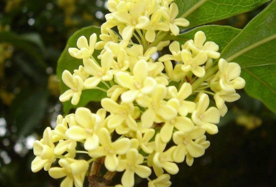 桂花如何换盆,桂花换盆留意事项