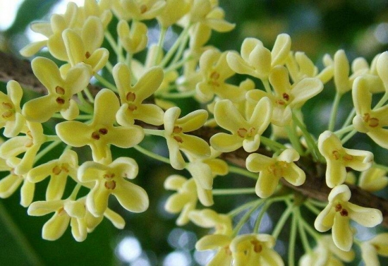 桂花如何换盆,桂花换盆留意事项