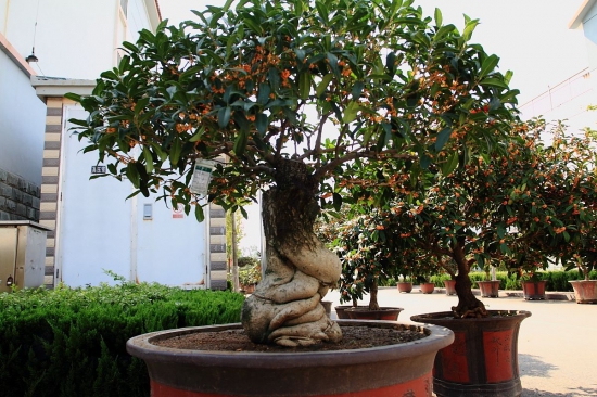 桂花如何换盆,桂花换盆留意事项