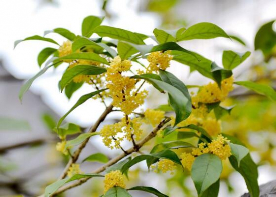 桂花什么时候开，一般是9—10月/四季桂常年开花