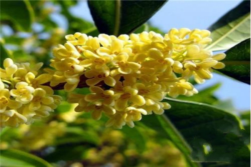 日香桂如何修剪，适当修剪会使枝芽生长均衡