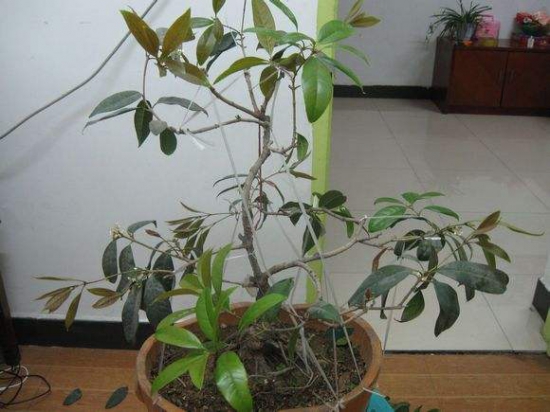 日香桂如何修剪，适当修剪会使枝芽生长均衡