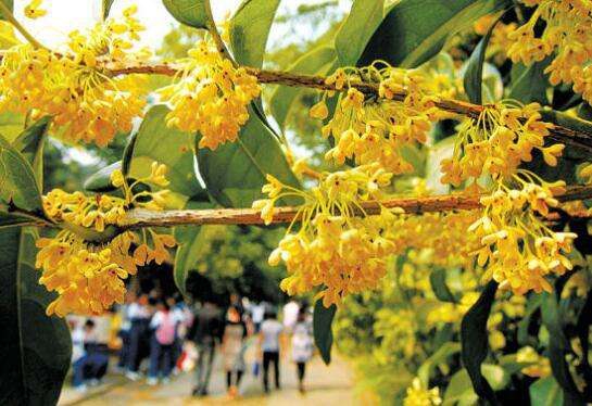 日香桂如何修剪，适当修剪会使枝芽生长均衡
