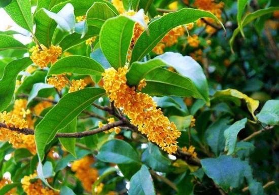 日香桂如何修剪，适当修剪会使枝芽生长均衡