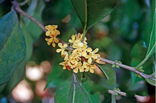 日香桂如何修剪，适当修剪会使枝芽生长均衡