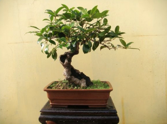 桂花不开花如何办