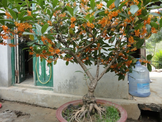 桂花不开花如何办