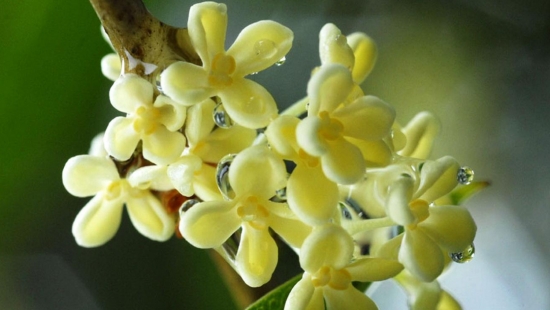 桂花不开花如何办