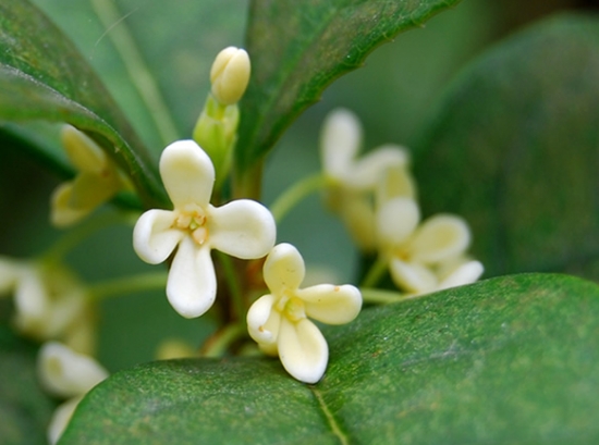 桂花不开花如何办