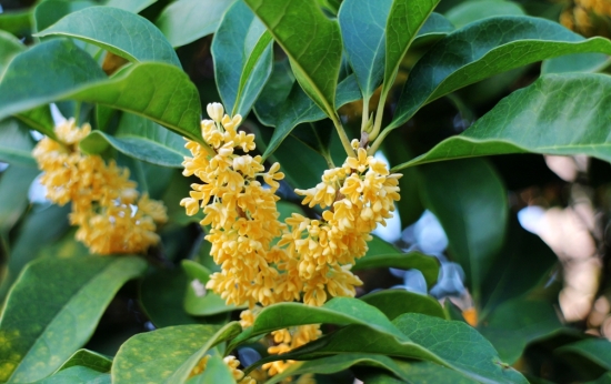 桂花的种类及图片