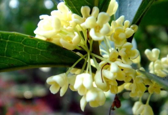桂花的种类及图片
