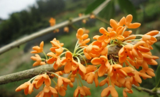 桂花的种类及图片