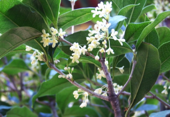 桂花的种类及图片