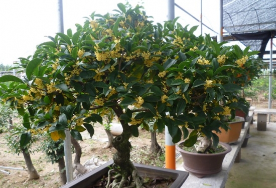 桂花的种类及图片