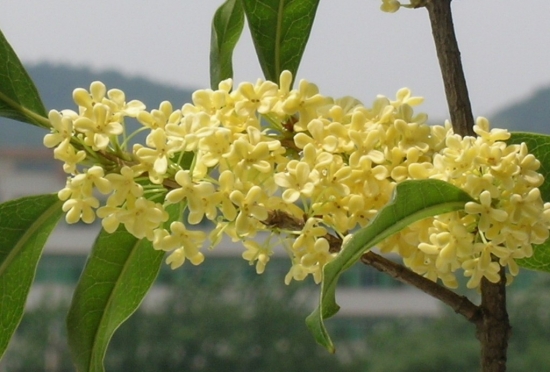 桂花为何不发芽：留意开花习性和施肥时间