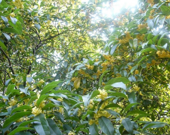 桂花为何不发芽：留意开花习性和施肥时间