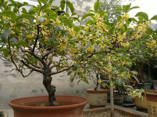 盆栽桂花日常养护留意事项：忌浇水过勤,避免烟尘污染