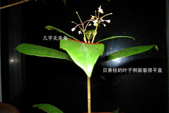 如何区分日香桂和四季桂：仔细观察两者的叶子，便能区分