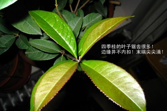 如何区分日香桂和四季桂：仔细观察两者的叶子，便能区分