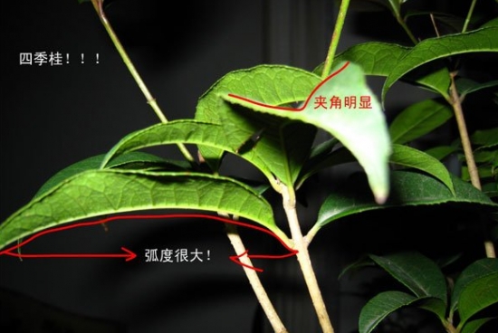如何区分日香桂和四季桂：仔细观察两者的叶子，便能区分