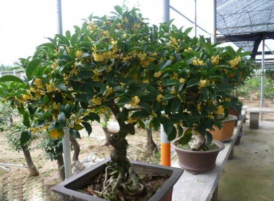 盆栽桂花 盆栽桂花如何养:不干不浇,浇则浇透